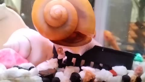 The snail and its baby