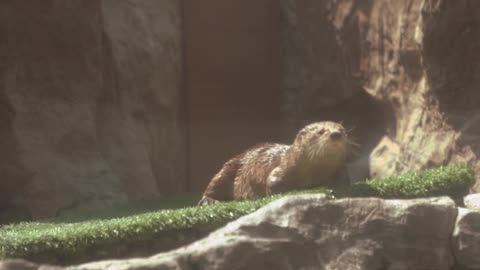 Nature and Animals