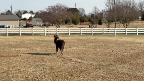 Miniature Horse Gets Comically Spooked