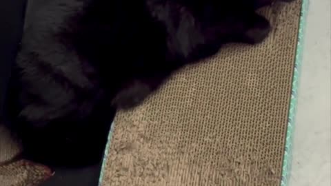 Cute Precious Piper Does a One Third Off Tuffet Sit - My Adopted Shelter Cat Vlog #shorts