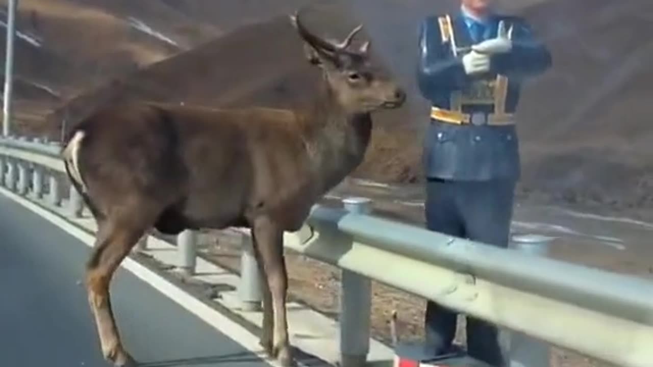 Animal love