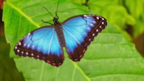 Why Is Blue So Rare In Nature?