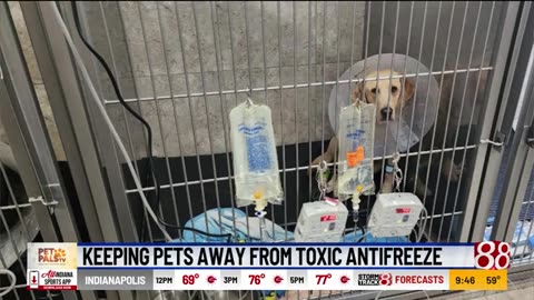 Pet Pals TV: Keep pets away from toxic antifreeze