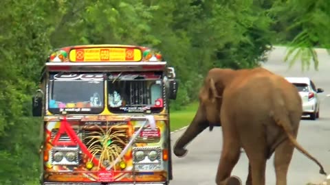 WILD LIFE