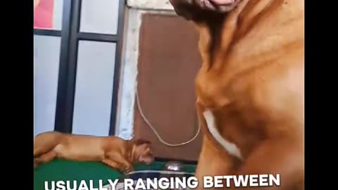 Facts About Dogue De Bordeaux!!! 🐶✌️