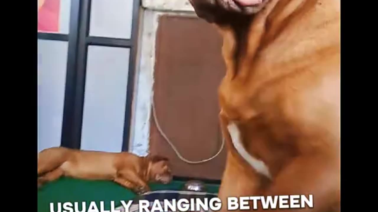 Facts About Dogue De Bordeaux!!! 🐶✌️