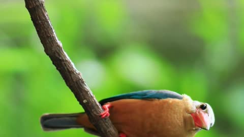 Beautiful Birds Relaxing video #birdslove #nature #birds #relaxing