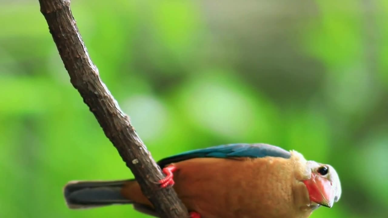Beautiful Birds Relaxing video #birdslove #nature #birds #relaxing