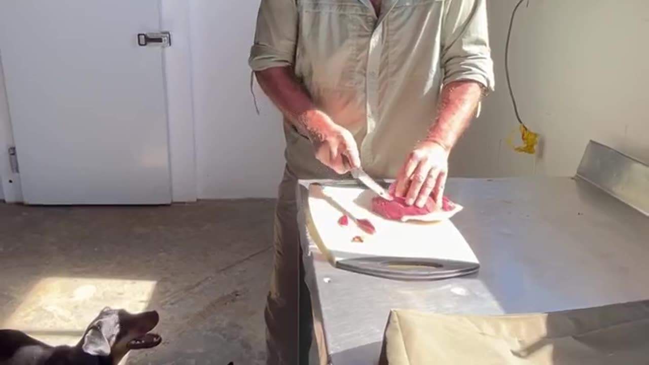 Tim and Kim Sundles feed raw meat to the puppies at Buffalo Bore Game Preserve Gannahoek SouthAfrica