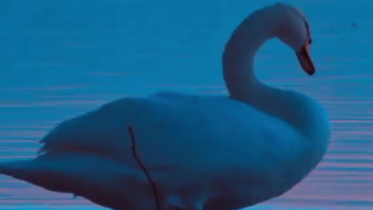 Mute Swans - Animal Facts - Short Wildlife Documentary