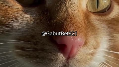 funny cat