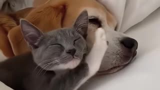Cat and dog are best friends 😂so cute dog's comedy Videos 🤣 Live Camera HD movie 🙃