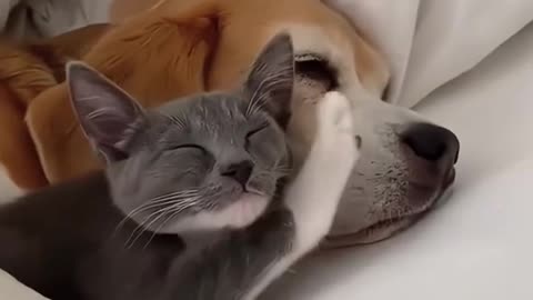 Cat and dog are best friends 😂so cute dog's comedy Videos 🤣 Live Camera HD movie 🙃