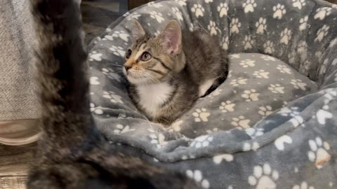 Introducing Missy the Kitty (Our little Rescue Kitten).