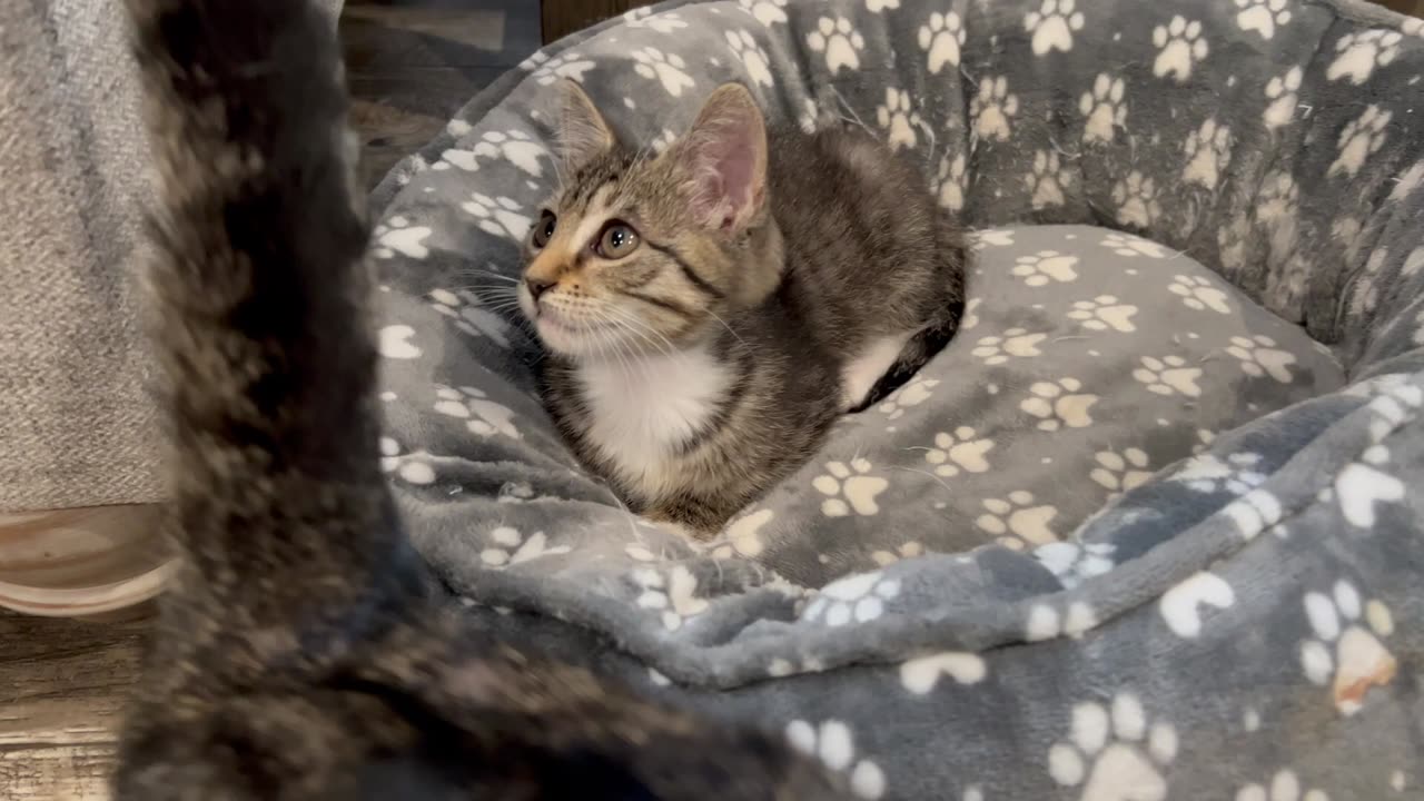 Introducing Missy the Kitty (Our little Rescue Kitten).