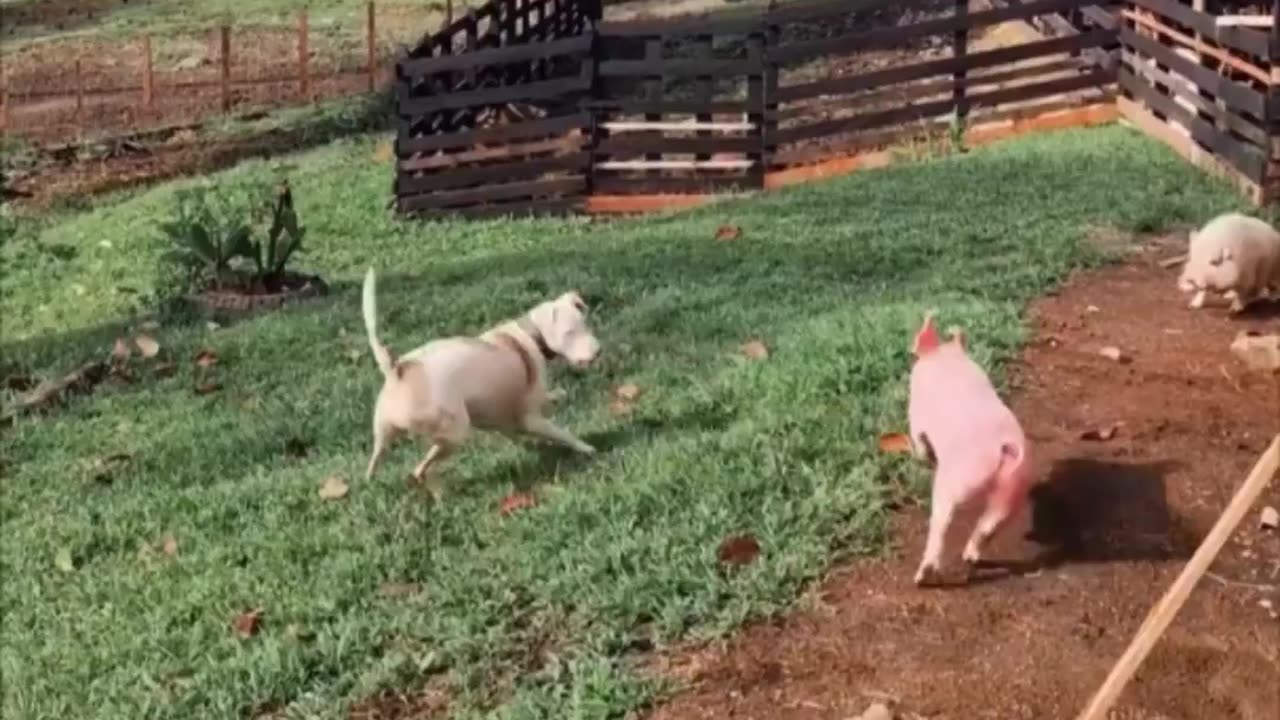 Pure joy.. 😊