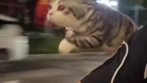 Omg 😱 cat fly in the sky 😂 ! But how ? 