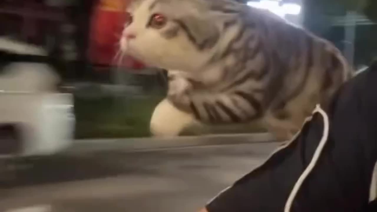 Omg 😱 cat fly in the sky 😂 ! But how ?