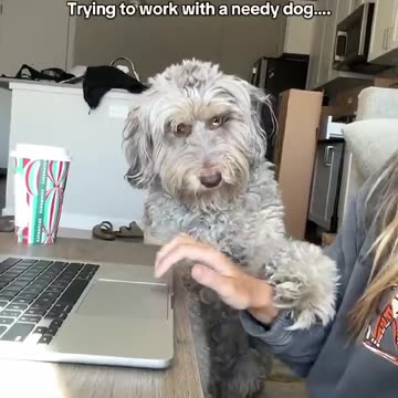 Try not to laugh at these naughy dogs! 😂