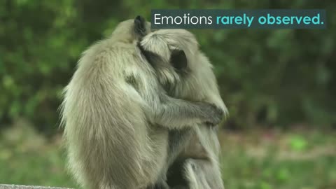 Monkey Troop Mourns Death of Infant Together"
