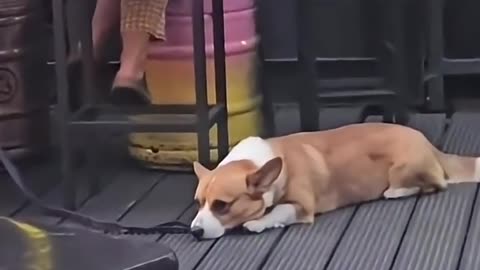 Animals Funny Video
