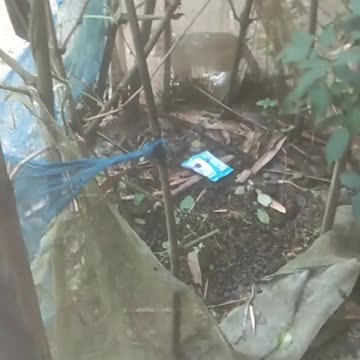 Cat tree climbing training