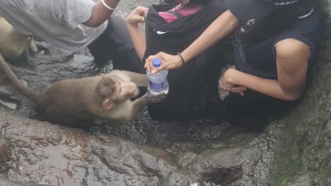 Audacious Monkey Assaults Hikers