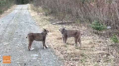 Craziest_Animal_Encounters_of_All_Time