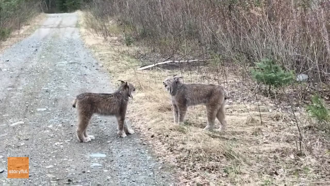 Craziest_Animal_Encounters_of_All_Time