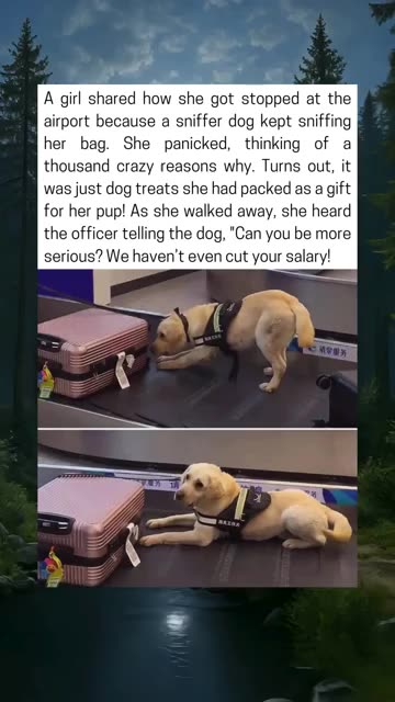 Sniffer Dog Exposes Dog Treats