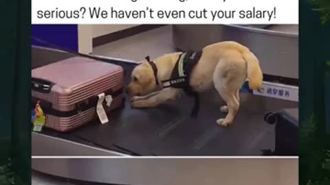 Sniffer Dog Exposes Dog Treats
