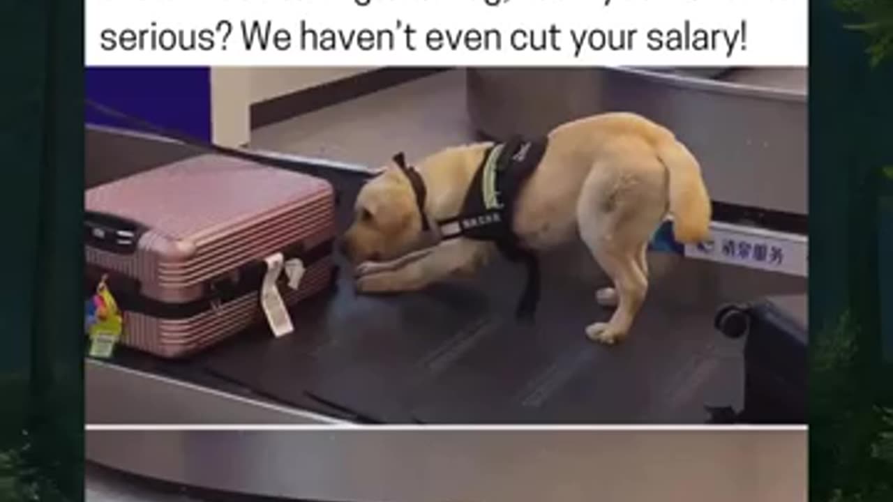 Sniffer Dog Exposes Dog Treats