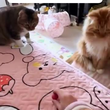 Fastest Cat Reflex Ever! سریع‌ترین واکنش گربه‌ای که دیدی!