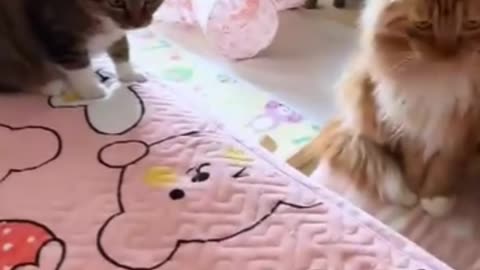Fastest Cat Reflex Ever! سریع‌ترین واکنش گربه‌ای که دیدی!