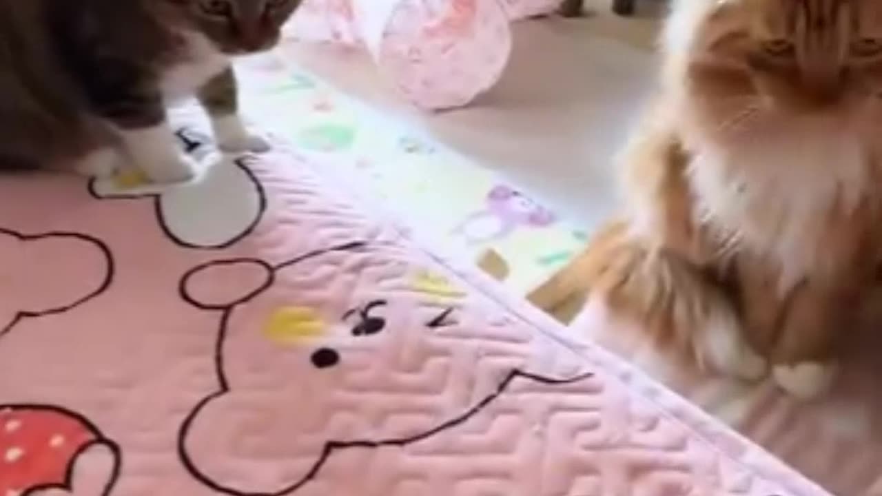 Fastest Cat Reflex Ever! سریع‌ترین واکنش گربه‌ای که دیدی!