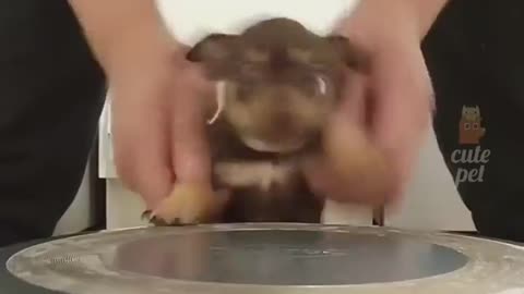 dog funny video