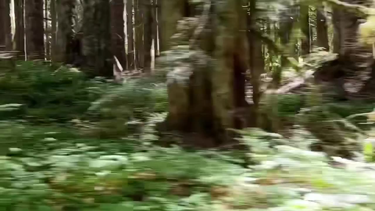Bigfoot Caught On Camera