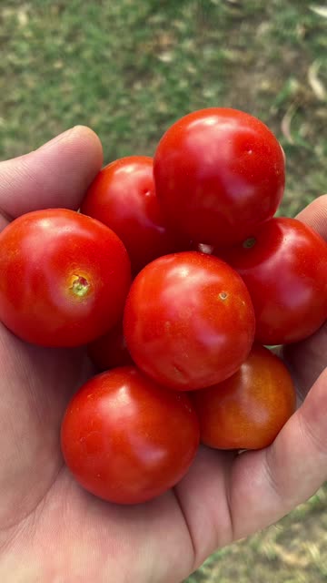 Tomatoes 🍅 Coming Along at Jaya…