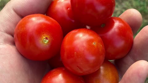 Tomatoes 🍅 Coming Along at Jaya…