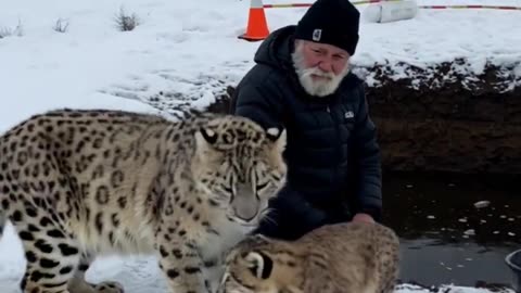 Mother Snow Leopard Saves Her Cub with the Help of an Old Guy!