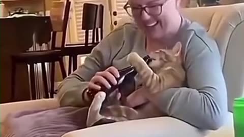 The behaviour of cats who like to follow their master's movements