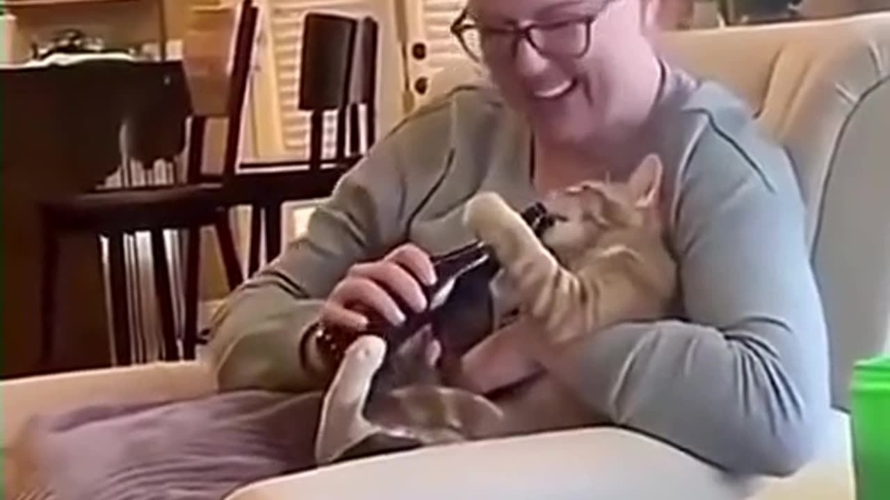 The behaviour of cats who like to follow their master's movements