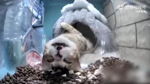 当流浪猫第一次见喂食机