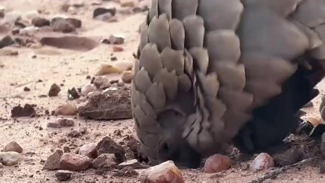 "Watch This Armadillo Feast on Ants!" ππΎπ