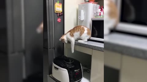 Try Not To Laugh Challenge - Funny Cat & Dog Vines Compilation 2023 [Funny Pets]