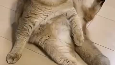 Best Cat Prank Moments!
