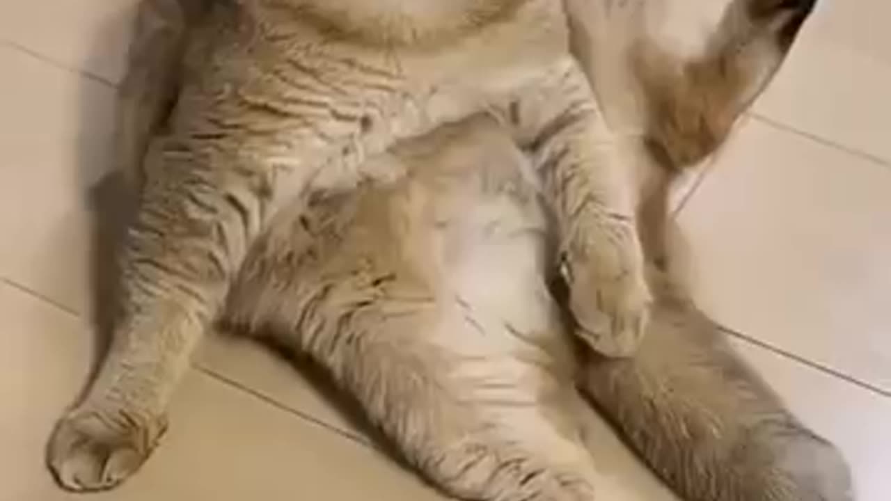 Best Cat Prank Moments!