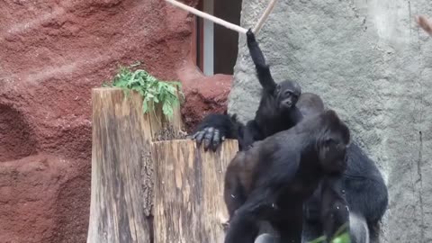 🐶😂 Kids Say the Darndest Things, No Matter the Species! | FunFM