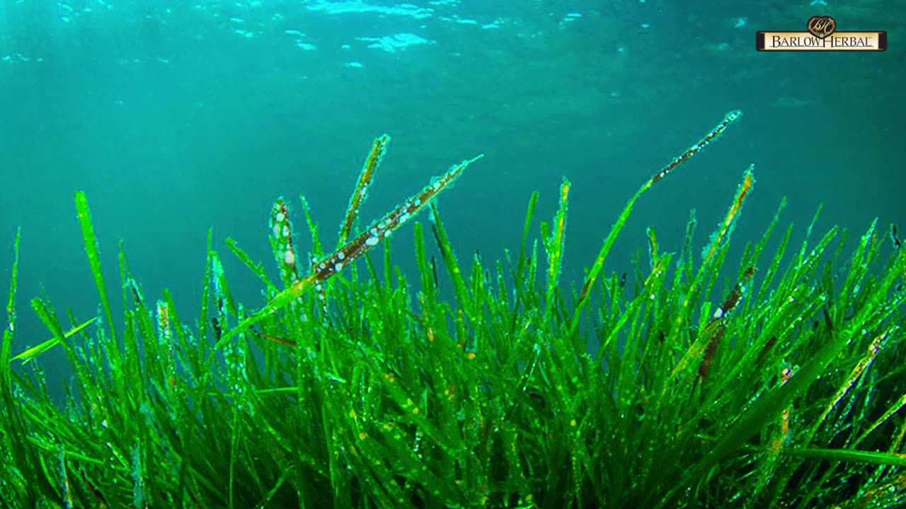 The Health Benefits of Spirulina and Chlorella