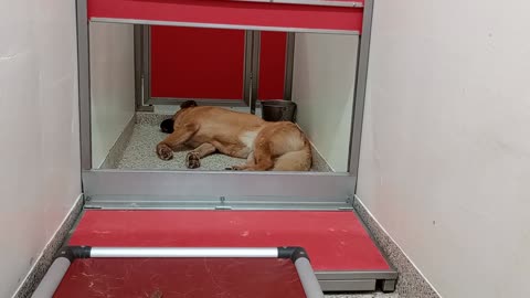 Mousse 2y A869969 kennel 170 PACC shelter rest's pretty sacred in loud shelter, I honor him202597825